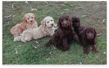 Luv-a-Doodle - Dog Breeders