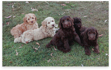 Lincoln Manor Labradoodles - Dog and Puppy Pictures