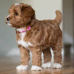 French Quarter Labradoodles - Dog Breeders