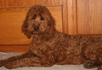 Abracadoodle F1 & F1b Goldendoodles, F1b & Multigen Labradoodles - Dog Breeders