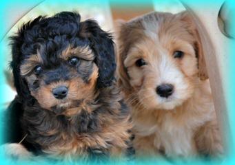 Melorich Australian Labradoodles:Standards & Mediums: Available - Dog and Puppy Pictures