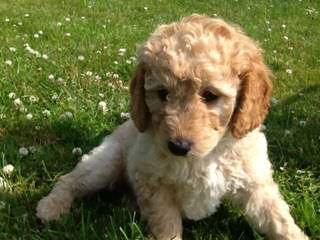 Tualatin River Labradoodles F1b Standard Labradoodles - Dog Breeders