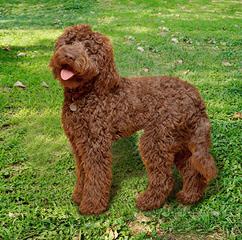 Australian Labradoodles Puppies By Adhonays, F1b, Australian, Medium, Mini And Standard, Creme/ - Dog Breeders