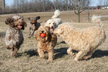 F1b Mini Labradoodles - Dog and Puppy Pictures