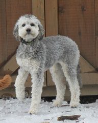 Adorable Down East Labradoodles - Dog Breeders