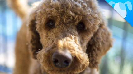 Melorich Australian Labradoodles:Standards & Mediums: Available - Dog Breeders