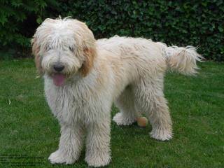 Australian Labradoodle Pups - Dog Breeders