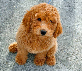 Sun Valley Labradoodles - Dog Breeders