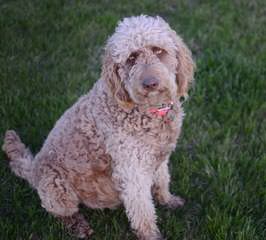 Rainmaker Ranch Australian Labradoodles - Dog Breeders