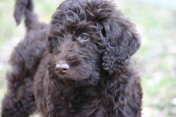 F1b Mini Labradoodles - Dog and Puppy Pictures