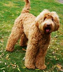 Golden Xpress Labradoodles Multi-Generation All Colors Minis/Mediumss - Dog and Puppy Pictures