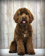 Miniature Australian Labradoodle Puppy - Dog Breeders