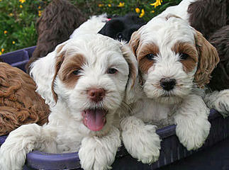 Memory Lake Labradoodle - Dog and Puppy Pictures