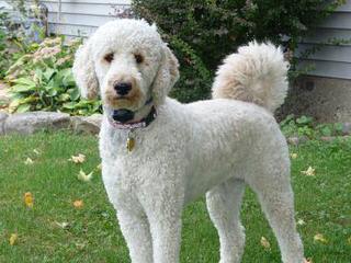 Red Rock Labradoodles-Medium Cream/Apricot/Red F1b Labradoodle Puppies - Dog and Puppy Pictures