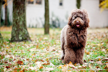 Old Mill Doodles - Dog Breeders