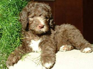 Labradoodle Puppies - Dog Breeders