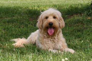 CO Mountain Labradoodles - Dog Breeders