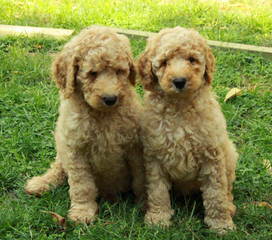 Doodle-Love Labradoodle Puppies - Dog Breeders