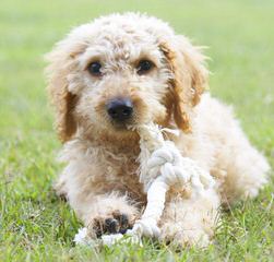 American And Australian Mulit-Gens - Dog Breeders