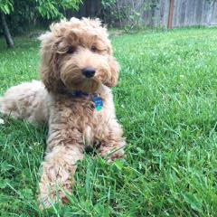 Labradoodles By Janda Specializing In Red Doodles - Dog Breeders