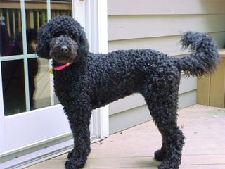 F1b Mini Labradoodles - Dog Breeders