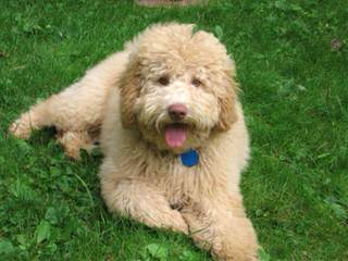 Red Rock Labradoodles-Medium Cream/Apricot/Red F1b Labradoodle Puppies - Dog and Puppy Pictures