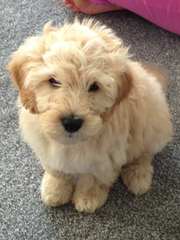 Absolutely Elegant Kennels Labradoodle - Dog Breeders