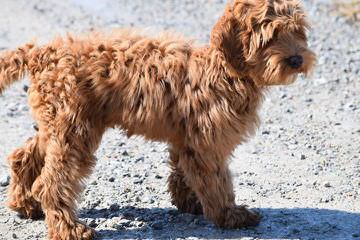 Family Raised Labradoodles - Dog and Puppy Pictures