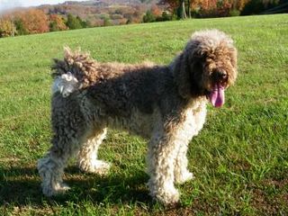 St. Clair Labradoodle Kennels - Dog Breeders