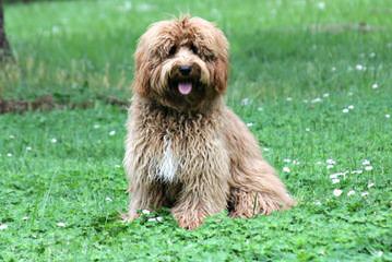 French Quarter Labradoodles: F1bs, Standard Australians, And Miniature Parti Australians Now! - Dog Breeders