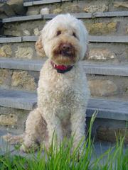 A Walk In The Park Labradoodles Has Alf4 Labradoodle Puppies! A Male And A Female. - Dog Breeders