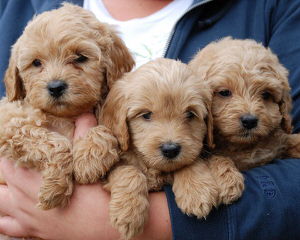 Miracle Ranch Labradoodles - Dog Breeders