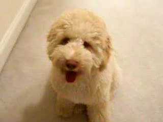 Labradoodle Puppies - Dog and Puppy Pictures