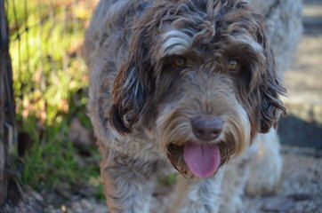 Doodle Downs – Red, Chocolate, Phantom, Cream/Apricot Fb Labradoodle Pups Available! - Dog Breeders