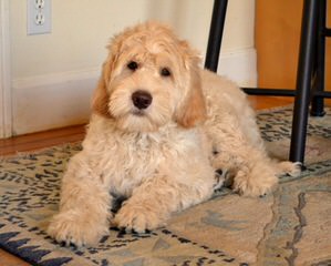 Labradoodles For Christmas - Dog Breeders