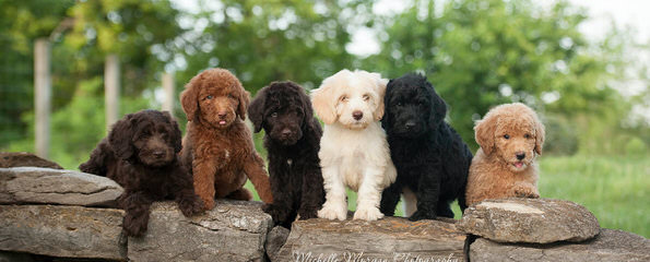 Alpen Ridge Australian Labradoodles - Dog Breeders