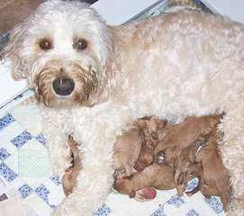 Highland Beach Labradoodles - Dog and Puppy Pictures