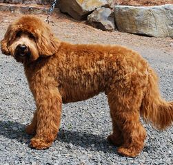 Goldendoodle And Labradoodle Puppies - Dog Breeders