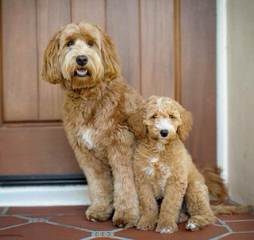 Multi Gen Labradoodles - Dog Breeders