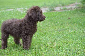 Cow Creek Doodles - Dog Breeders