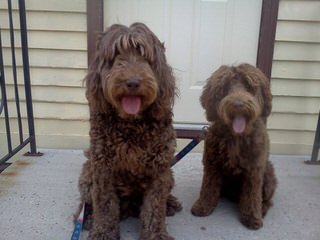 Johnson’s Labradoodles - Dog and Puppy Pictures