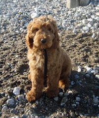 Ocean State Labradoodles - Dog Breeders