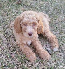 Blueridgepuppies Accepting Deposits For Englishcreme Goldendoodles And Toy Goldendoodles Ready - Dog Breeders