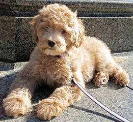 Tualatin River Labradoodles F1b Standard Labradoodles - Dog and Puppy Pictures