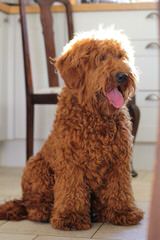 Labradoodles of Logan Ranch - Dog Breeders