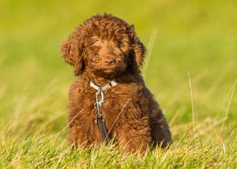 F1b Labradoodles, Chocolate Or White With Brown Noses - Dog Breeders