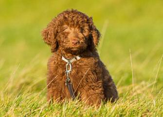 Living Streams Labradoodles And Goldendoodles Puppies Available - Dog Breeders