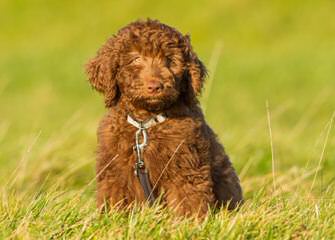 Manor Lake Australian Labradoodles – Miniature, Medium And Standard Sizes - Dog Breeders