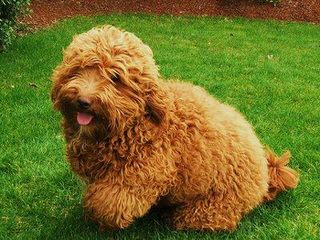 Ocean State Labradoodles - Dog and Puppy Pictures