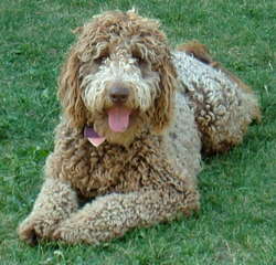 Riverbend Labradoodles - Dog Breeders